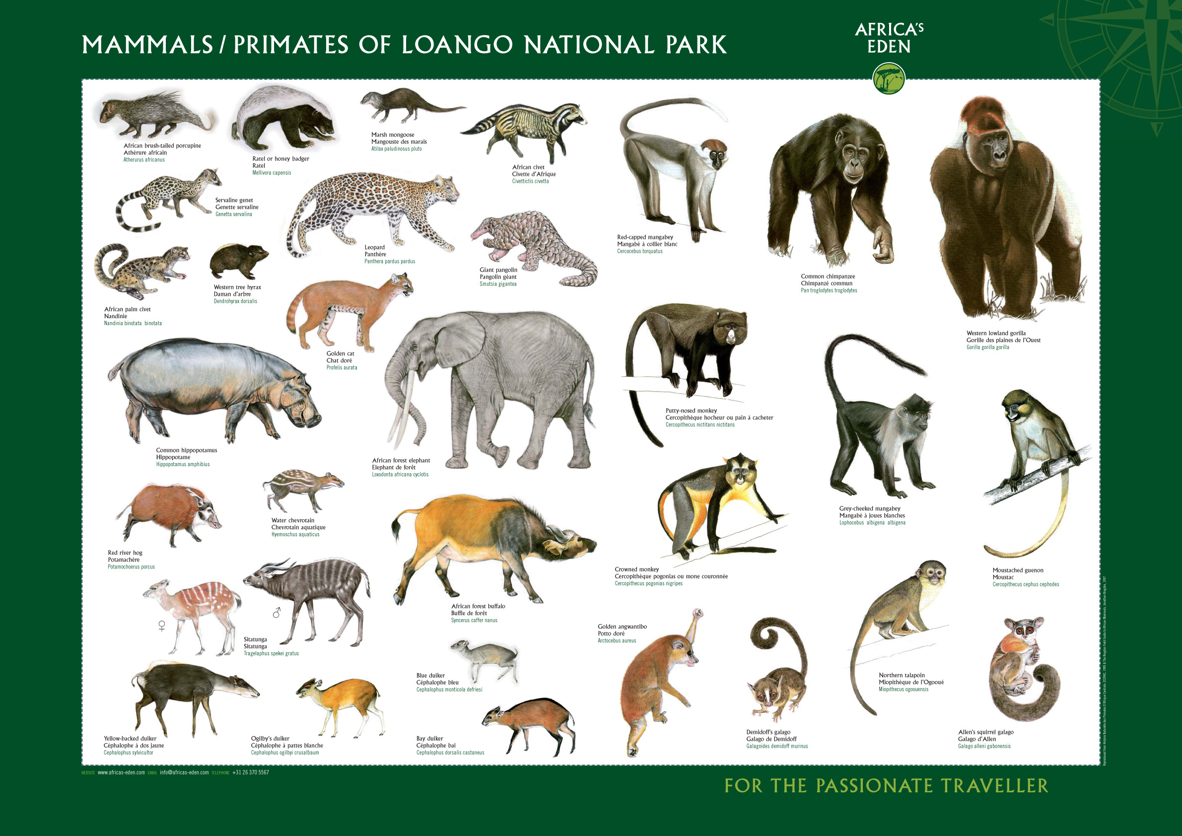 african animals names